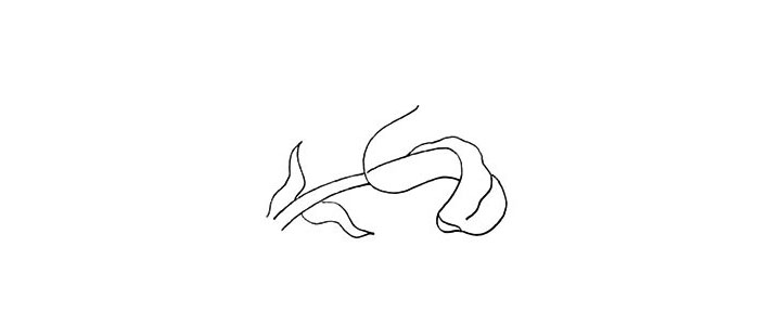 步骤4：接着画出第一片花瓣.注意边缘的画法。