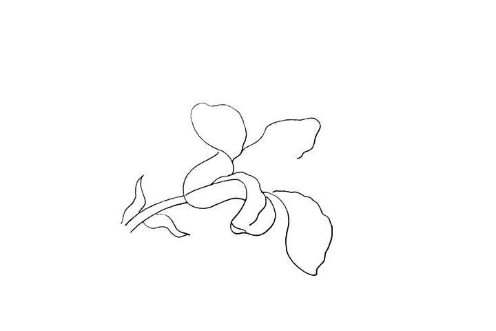 步骤6：然后用不规则的曲线画出中间和下方的花瓣。