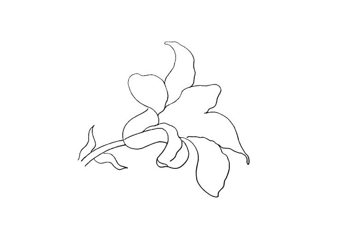 步骤8：接着画出上方最后一片花瓣。