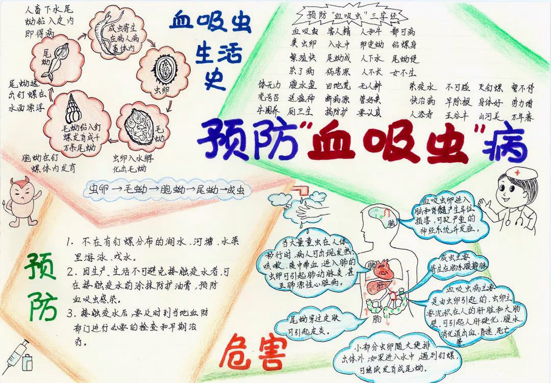预防吸血虫病手抄报-图5