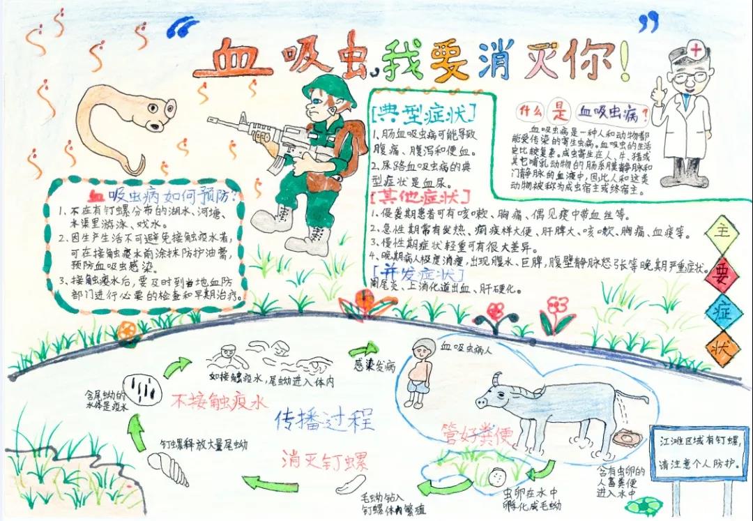 预防吸血虫病手抄报-图7