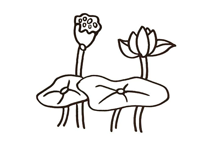 步骤6：绕过荷叶画一朵莲子.仔细观察莲子的画法。