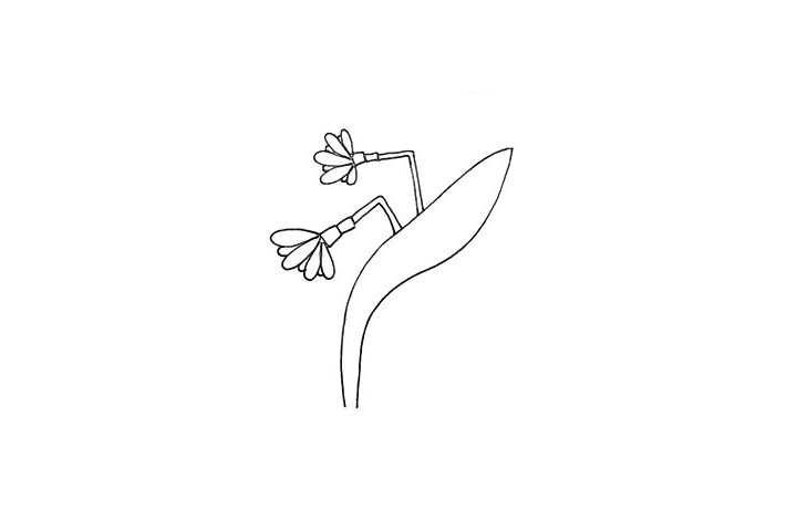 步骤5：同样的画法我们在它的旁边画出另一朵水仙花。