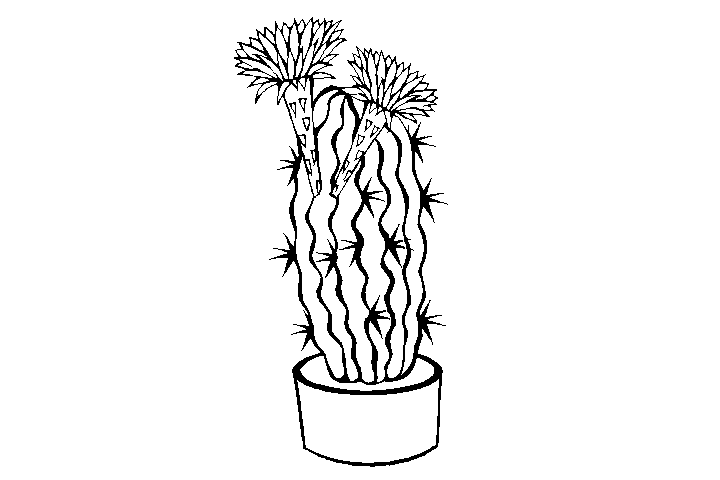 仙人掌盆栽简笔画图片-图3