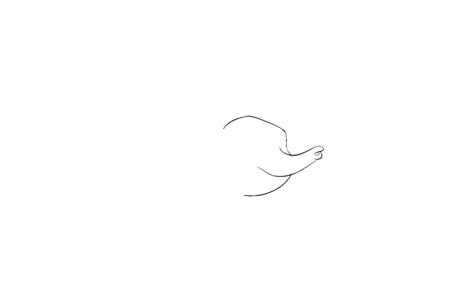 步骤1：先画出小飞象的头部轮廓和鼻子。