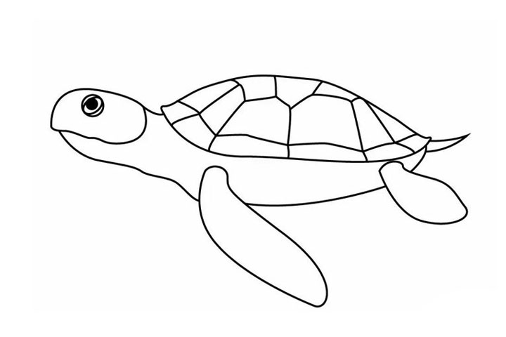 步骤6：给海龟添加眼睛和尾巴~ 一只栩栩如生的海龟就诞生啦!