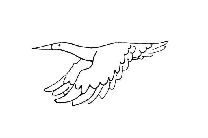 步骤7：尾部的羽毛也用同样的画法，注意要画两层。