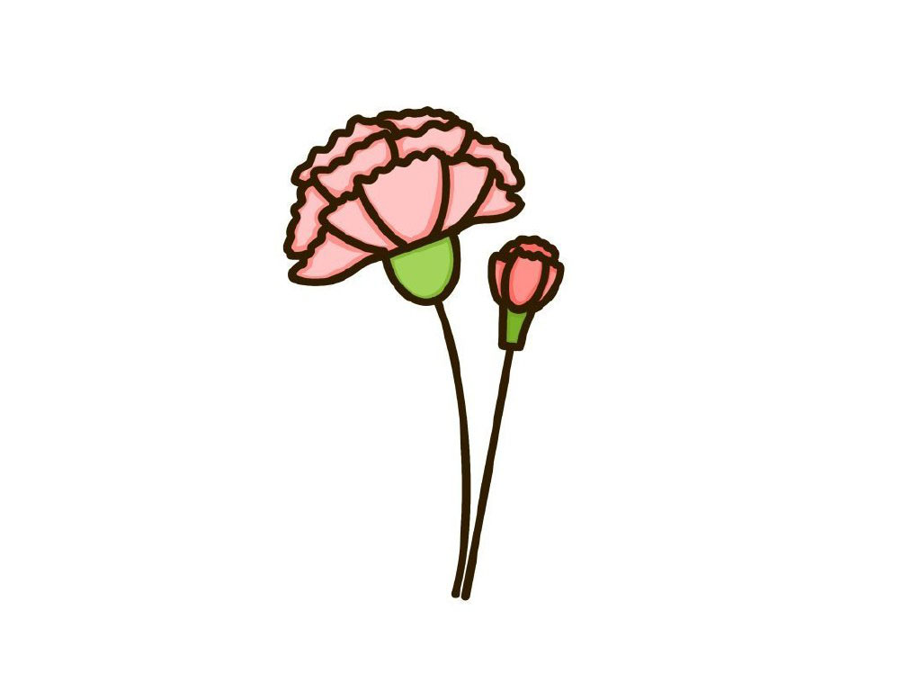 康乃馨简笔画画法步骤