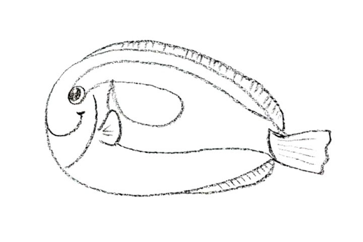 步骤3：接着画它的身体花纹分割线以及背鳍和尾鳍花纹。