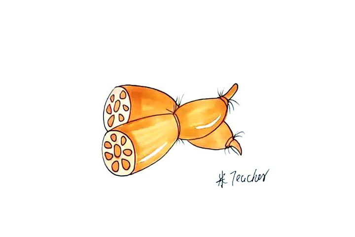 莲藕简笔画画法步骤