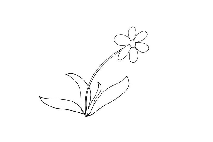 步骤5：同样的画法我们画出其它长短不一的叶子。