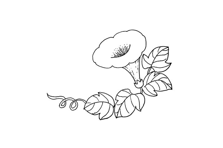 步骤9：然后我们画出叶子上面的叶脉。