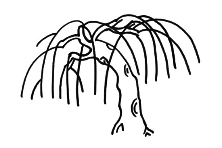 步骤4：画出细长的柳枝。