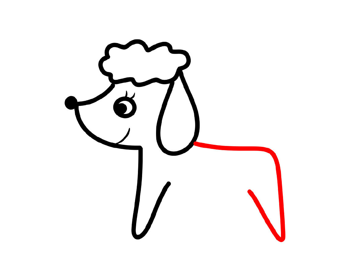 可爱贵宾犬简笔画画法教程-图6