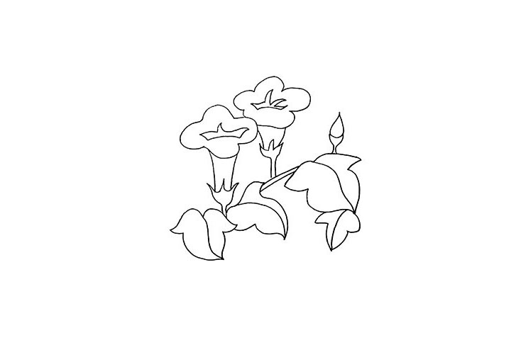 步骤6：注意叶子的形状以及叶子的纹理。