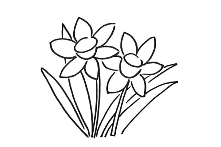 步骤5：画水仙花的叶子。