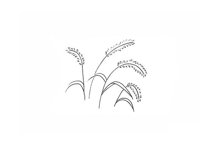 步骤8：再画一棵生长不同方向的狗尾草。