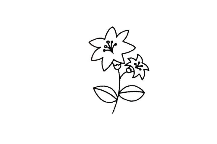 百合花的画法-图5