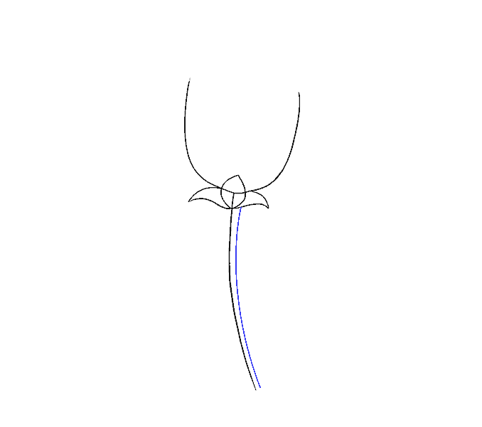 步骤6：在茎线旁边绘制另一条线。