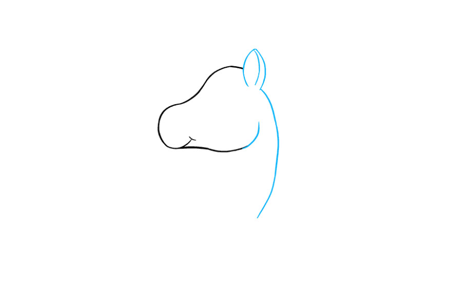 步骤3：3.擦除头部后面的圆圈。在头部的顶部，画出耳朵。然后画出脖子。