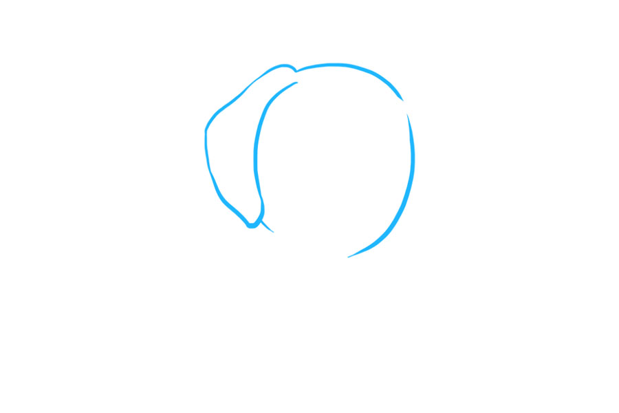 步骤1：首先使用曲线绘制不完整的圆。这将形成小狗的头。然后，使用两条曲线将不规则形状包围在圆的边上。这将形成小狗的耳朵。