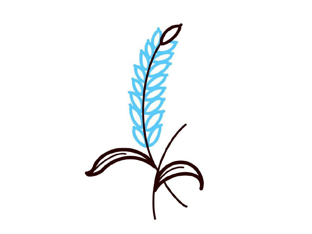 步骤4：画左边的麦子。