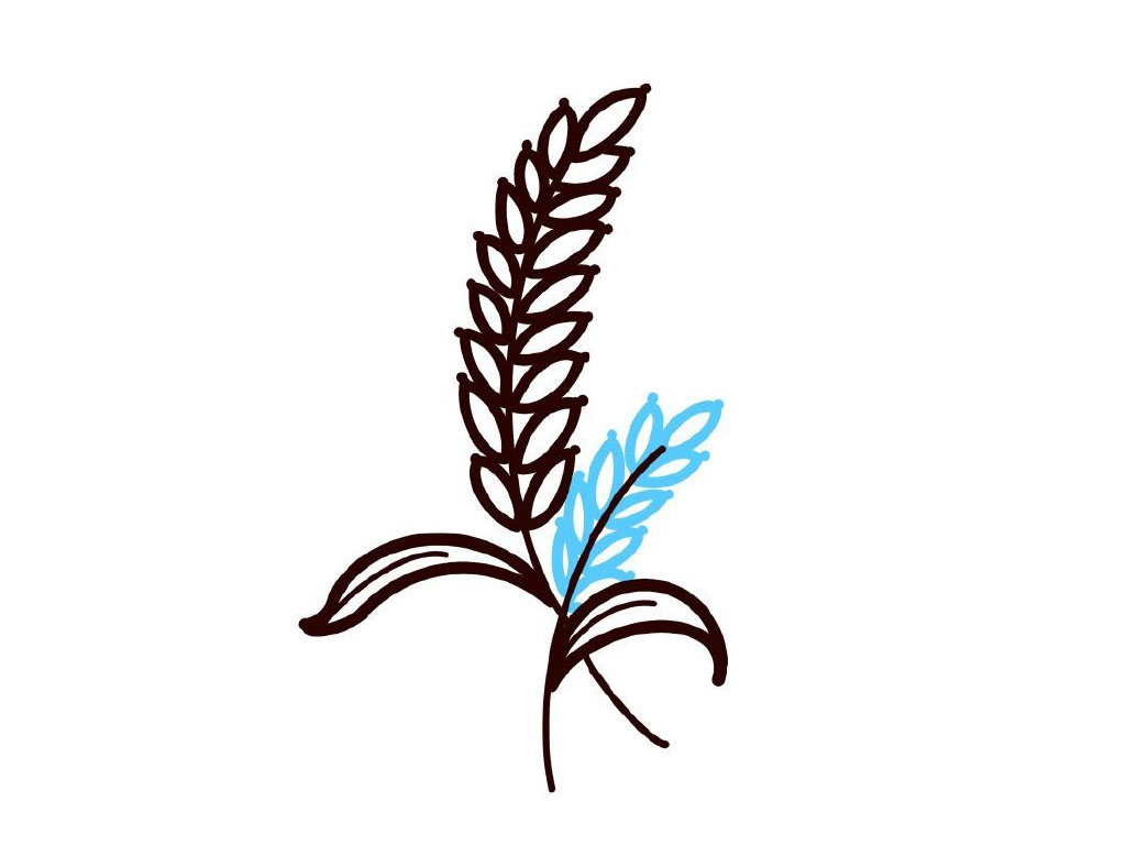 步骤5：画右边的麦子。