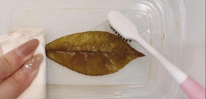 步骤4：开始用牙刷刷掉叶肉，注意一定要有耐心轻轻地刷，劲过大会导致叶脉也损毁了。