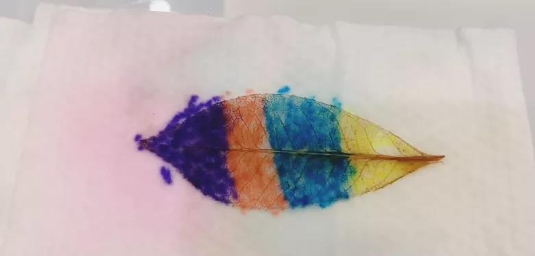 步骤6：用彩笔在叶脉上上色。同样要轻轻地画喔！