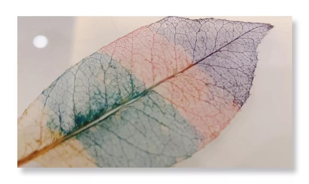 自制一片薄如蝉翼的叶脉书签吧，让读书充满趣味！