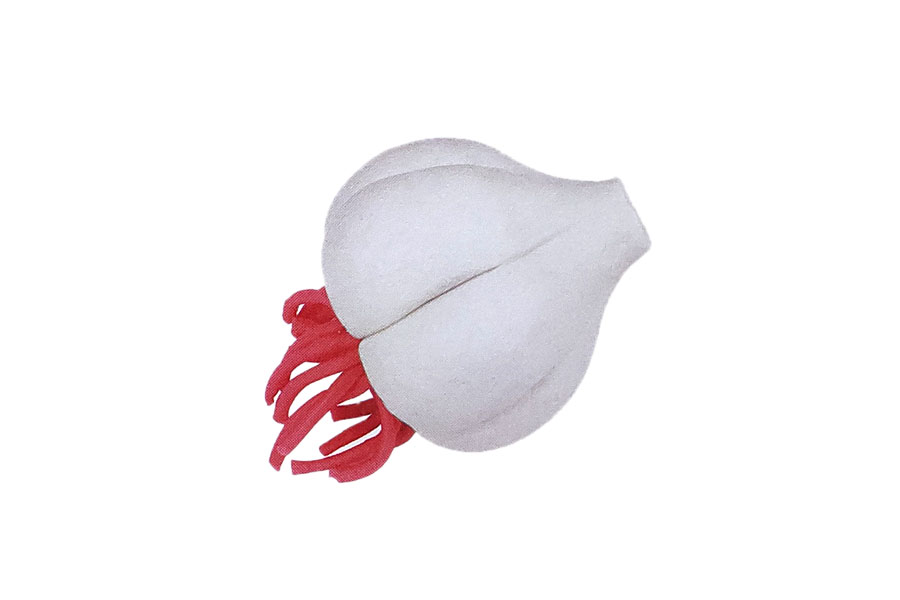 粘土手工简单的大蒜怎么捏