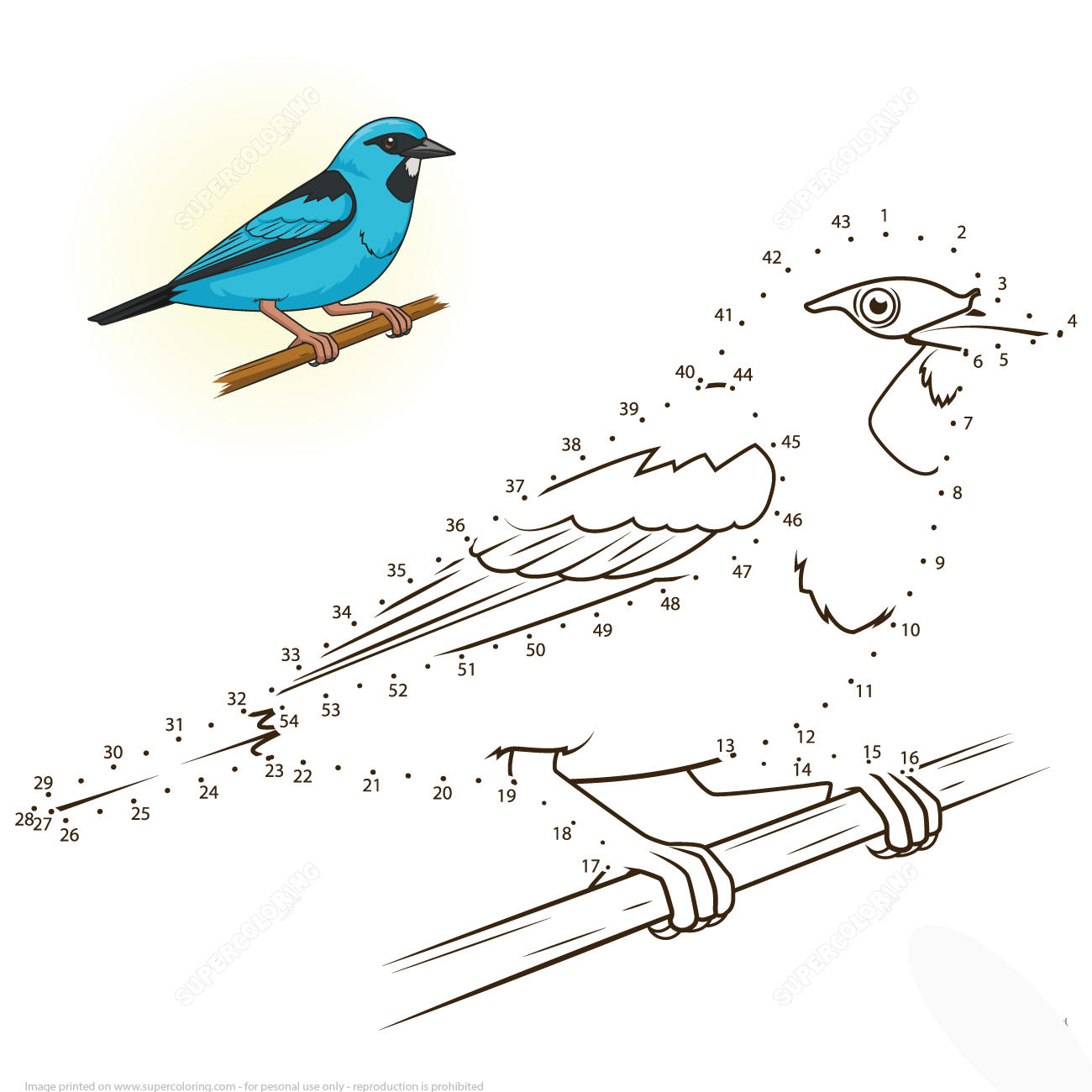 蓝锥嘴雀连线画图片素材