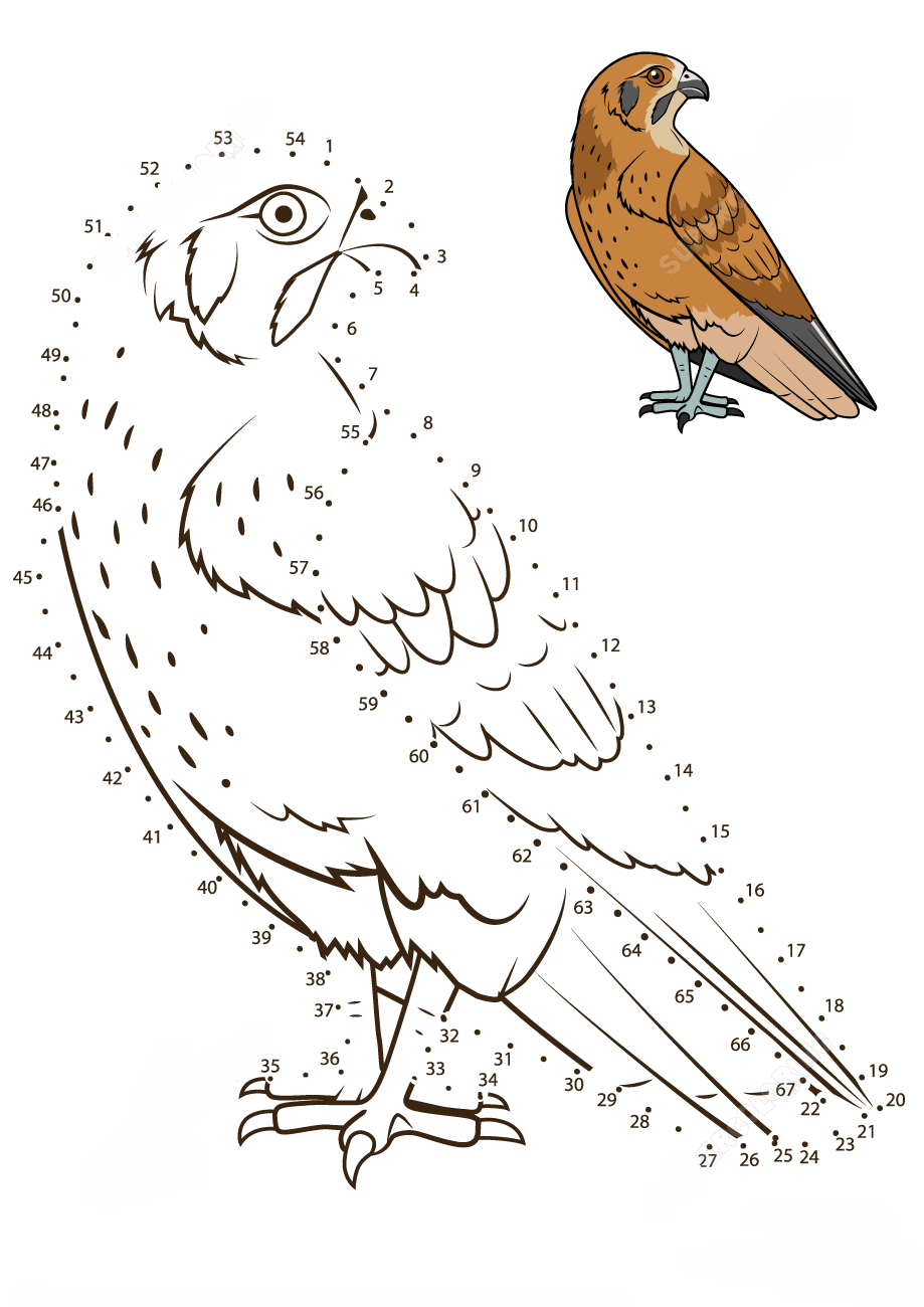 隼连线画图片素材