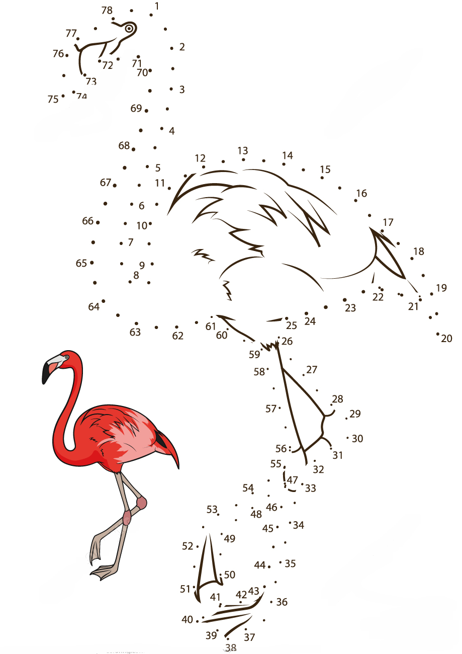 火烈鸟连线画图片素材