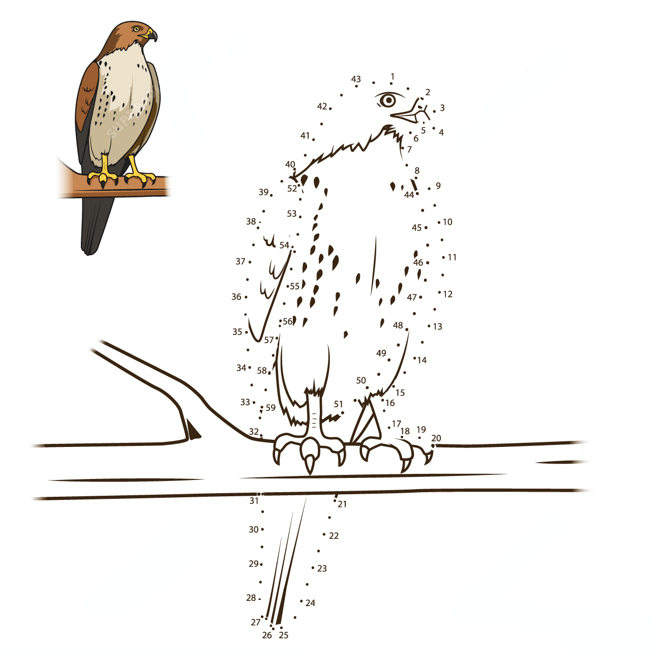 老鹰的连线画图片素材