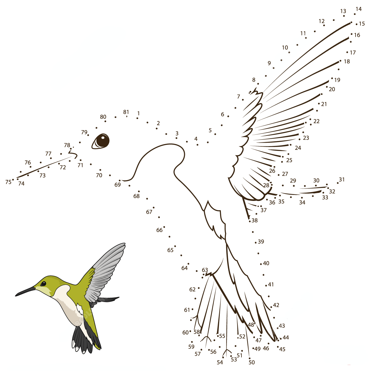 蜂鸟连线画图片素材