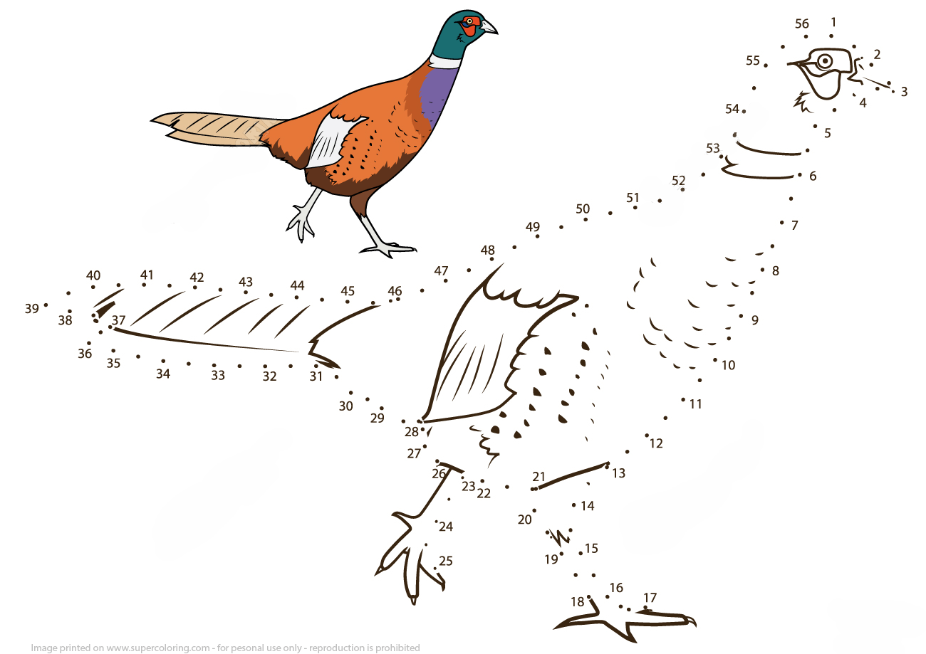 野鸡连线画图片素材