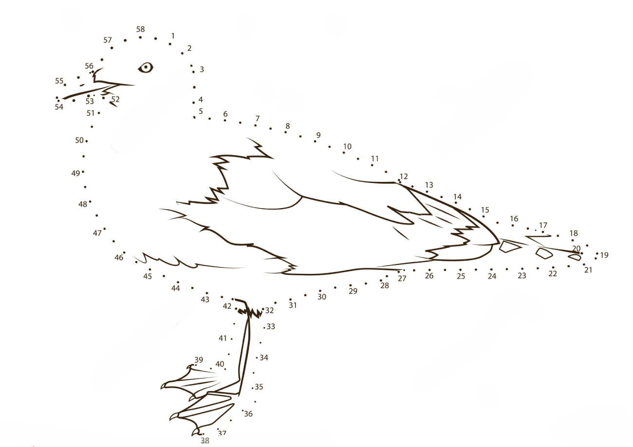 海鸥连线画图片素材