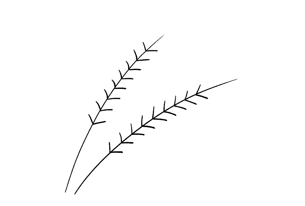 步骤3：同样方法画第二根斜线。