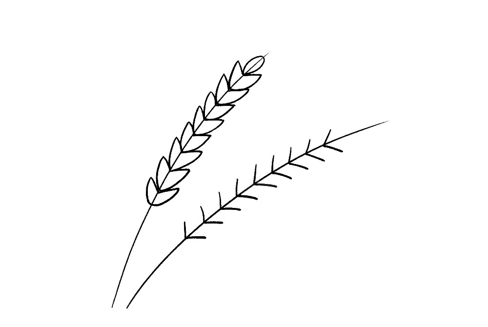 步骤6：最上方画一个瘦瘦的椭圆。