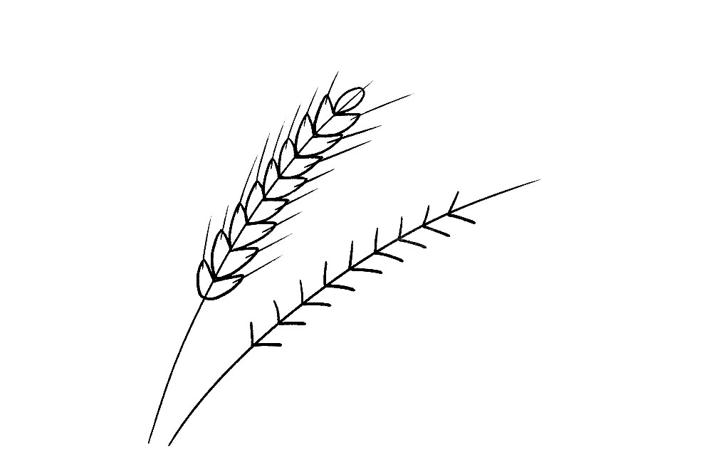 步骤7：然后，我们在每个麦穗上画上麦芒，小麦就画好啦。