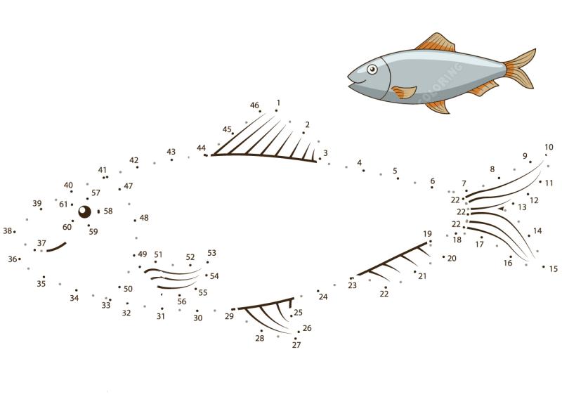 鲱鱼连线画图片素材