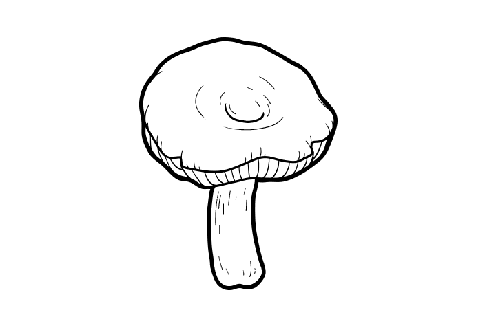 各种野生菌的画法-图14