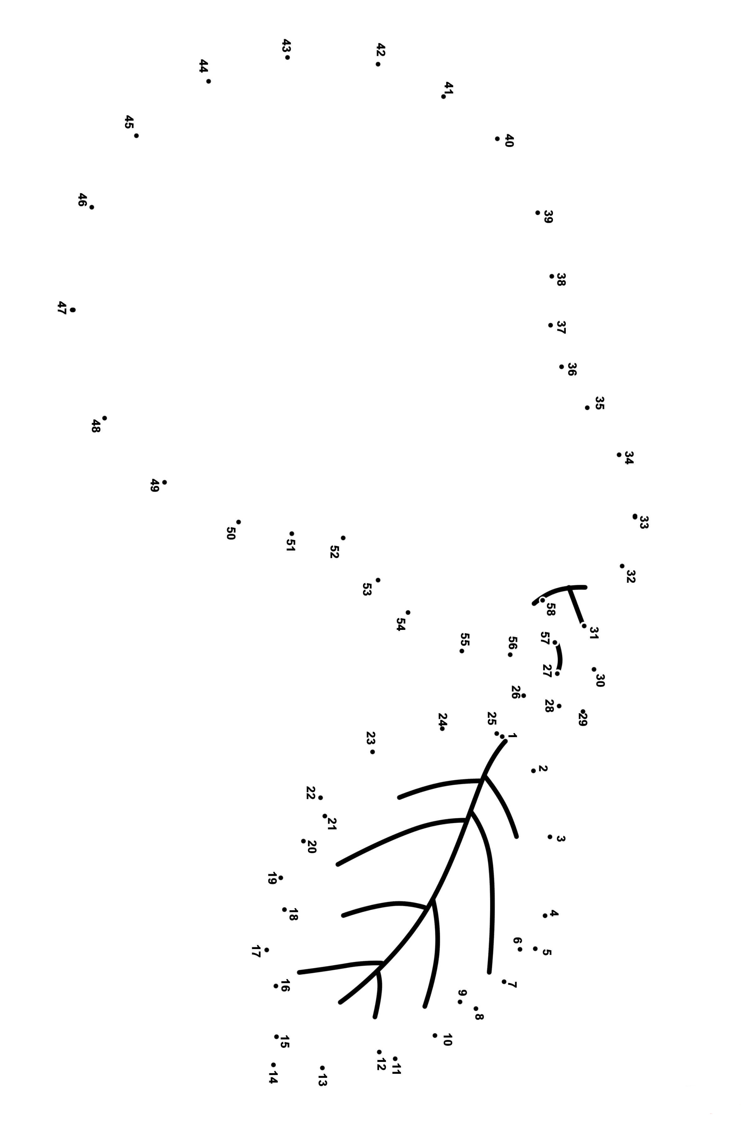 梨连线画图片素材