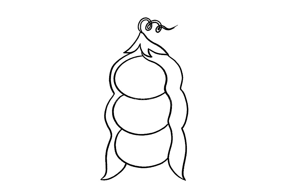 步骤5：再画上豌豆的卷须