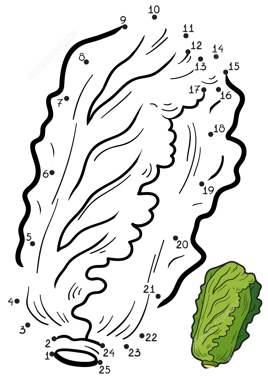 大白菜连线画图片素材