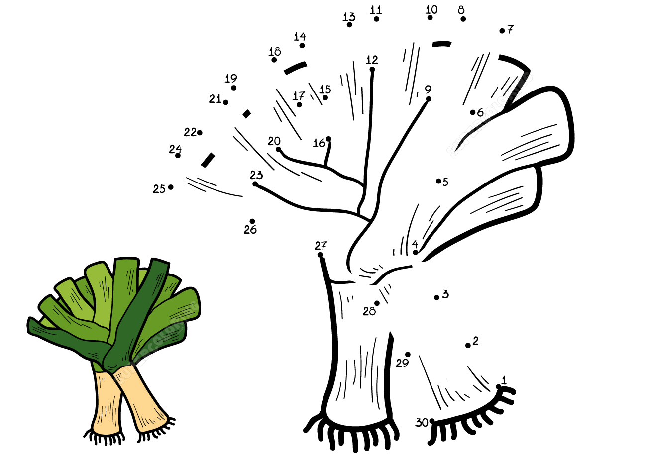 韭葱连线画图片素材