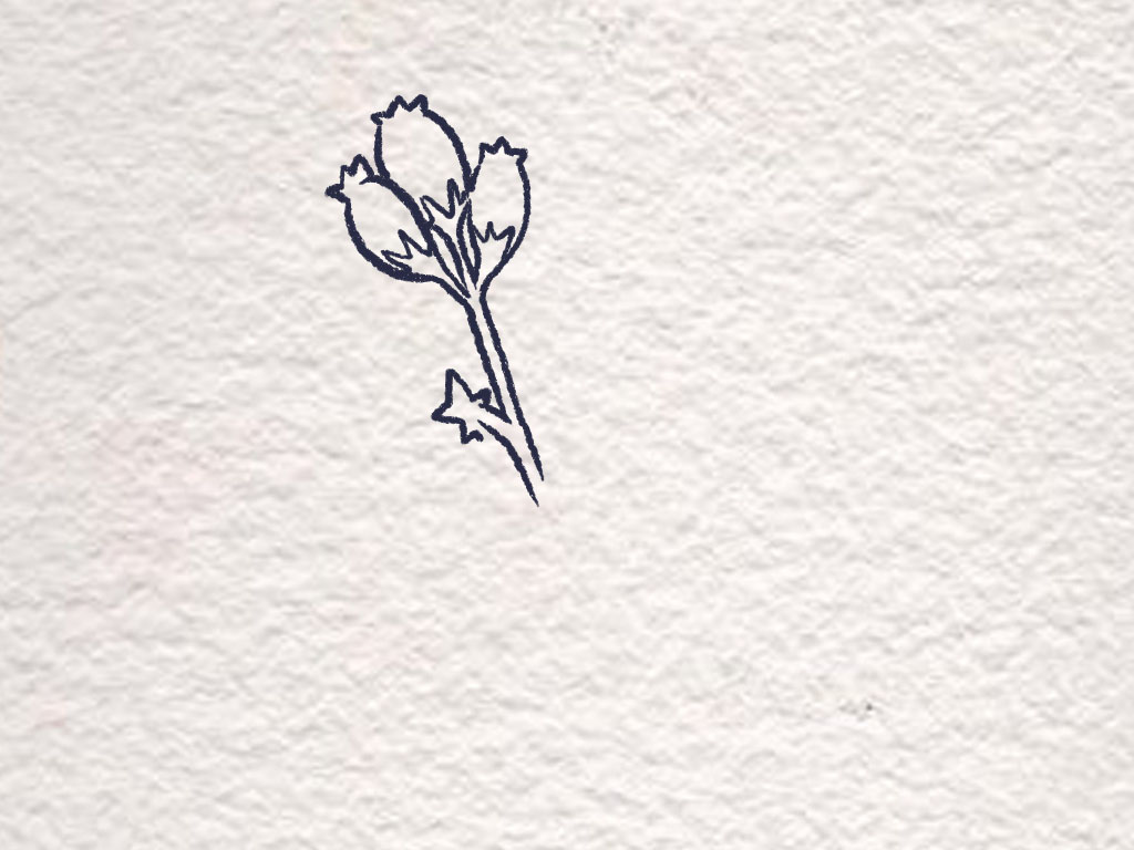 漂亮好吃的蓝莓怎么画-图1