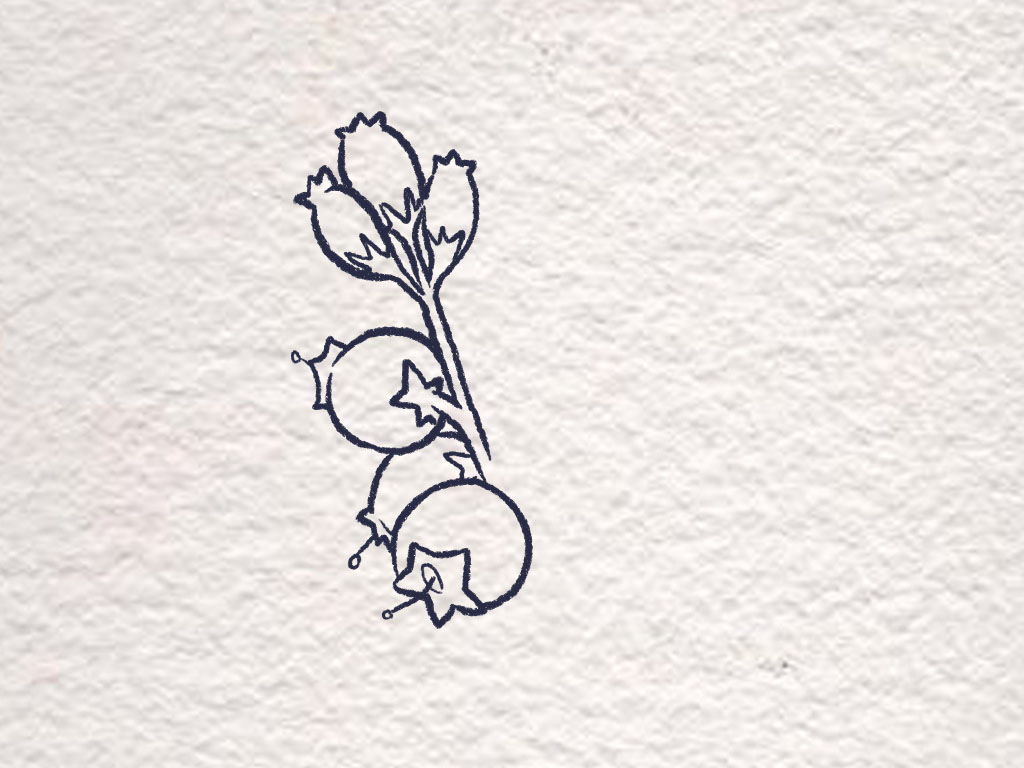 漂亮好吃的蓝莓怎么画-图2