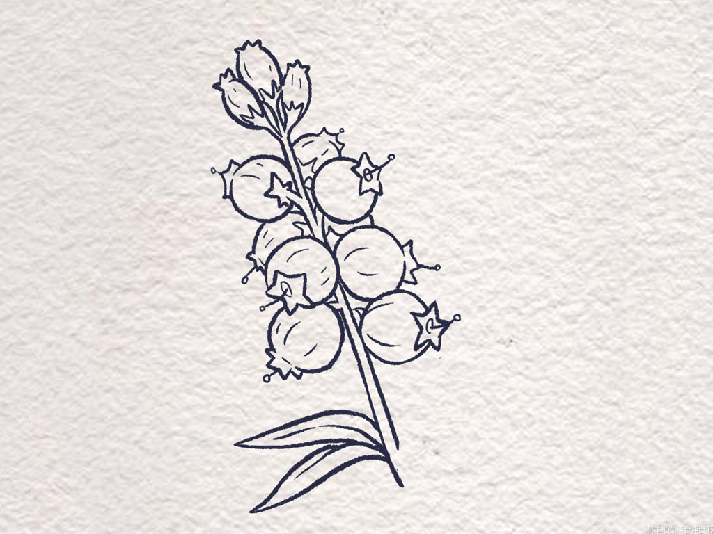 漂亮好吃的蓝莓怎么画-图6